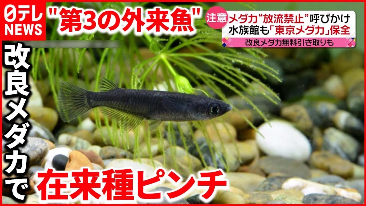 メダカ 人気の裏で在来種に絶滅の危機 改良メダカ 放流 で Youtube