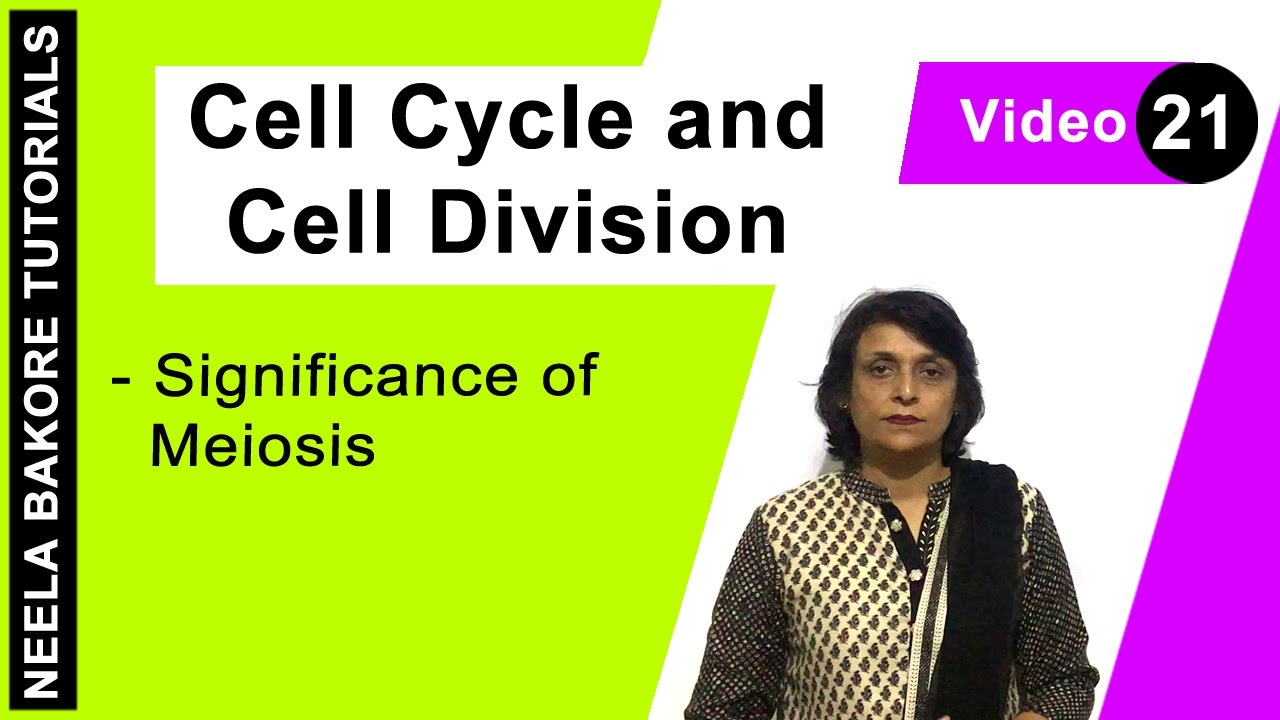 Cell Cycle Cell Division Significance Of Meiosis YouTube
