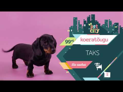Video: Kõhukrampide märgid koertel