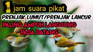 Suara pikat burung prenjak lumut/lancur