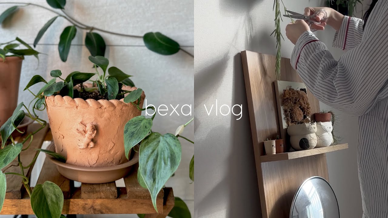 새 토분에 분갈이 | 호야 리네아리스 번식하는 식집사 브이로그