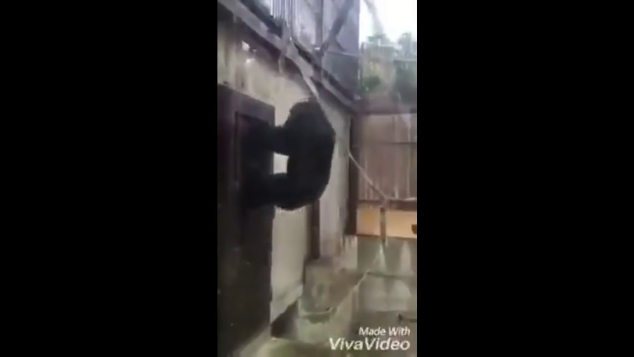 гифка обезьяна стучит в дверь тип