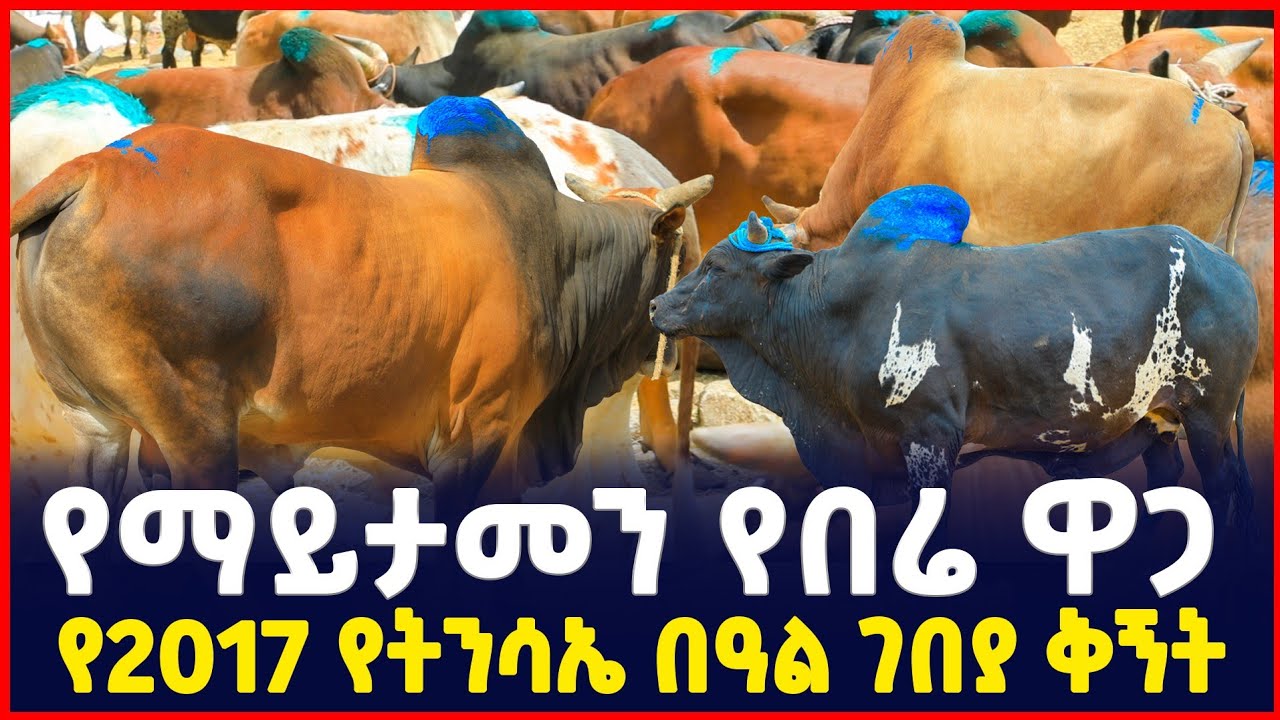 የማይታመን የበሬ ዋጋ | የፋሳካ በዓል ገበያ ቅኝት| Holiday market review | Sile Business | Ethiopia