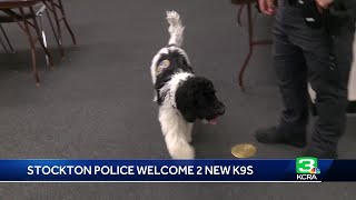 Stockton police welcome new K-9s specializing in emotional support, explosives detection