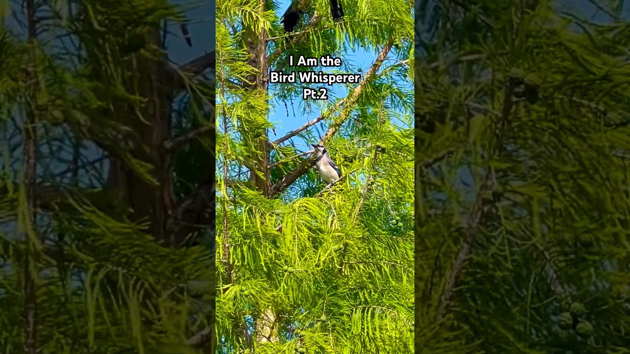 I Am the Bird Whisperer Pt. 2 shorts reels YouTube