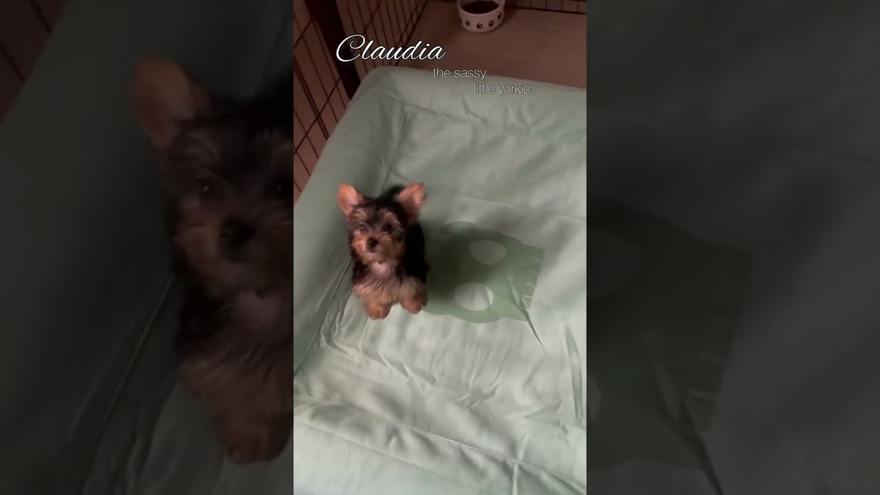 Claudia, the sassy little yorkie 🙂