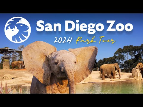 San Diego Zoo Guide - Top Tips, Shows & Exhibits 🦁