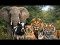 Learn Animal Sounds for Kids 🦁🐱 Animal Names and Sounds | Education Video for Toddlers