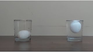 Floating egg experiment