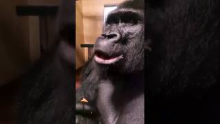This Silverback Is Enjoying His Sweet Potato! #Gorilla #Eating #Asmr #Satisfying