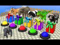 Choose the right gift box run game with  elephant cow gorilla buffalo pig trex wild animals games