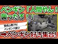 【2ch動物スレ】ペンギン「お、人間やんけ！襲ったろ！」 …ペンギン好きな奴あつまれ～