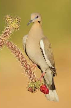 Dove call sound effect (NCS)