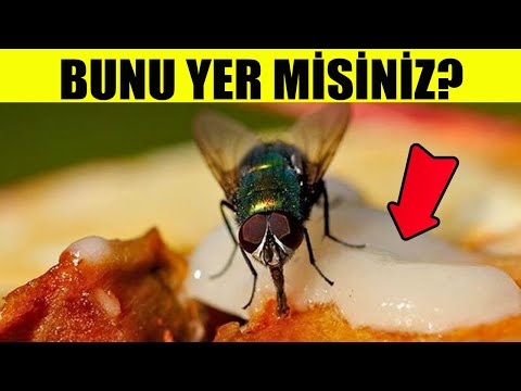 DİKKAT: Mideniz Bulanabilir.! Bir Sinek Yemeğinizin Üzerine Konduğunda Gerçekte Ne Olur? @YAMERAKTAN