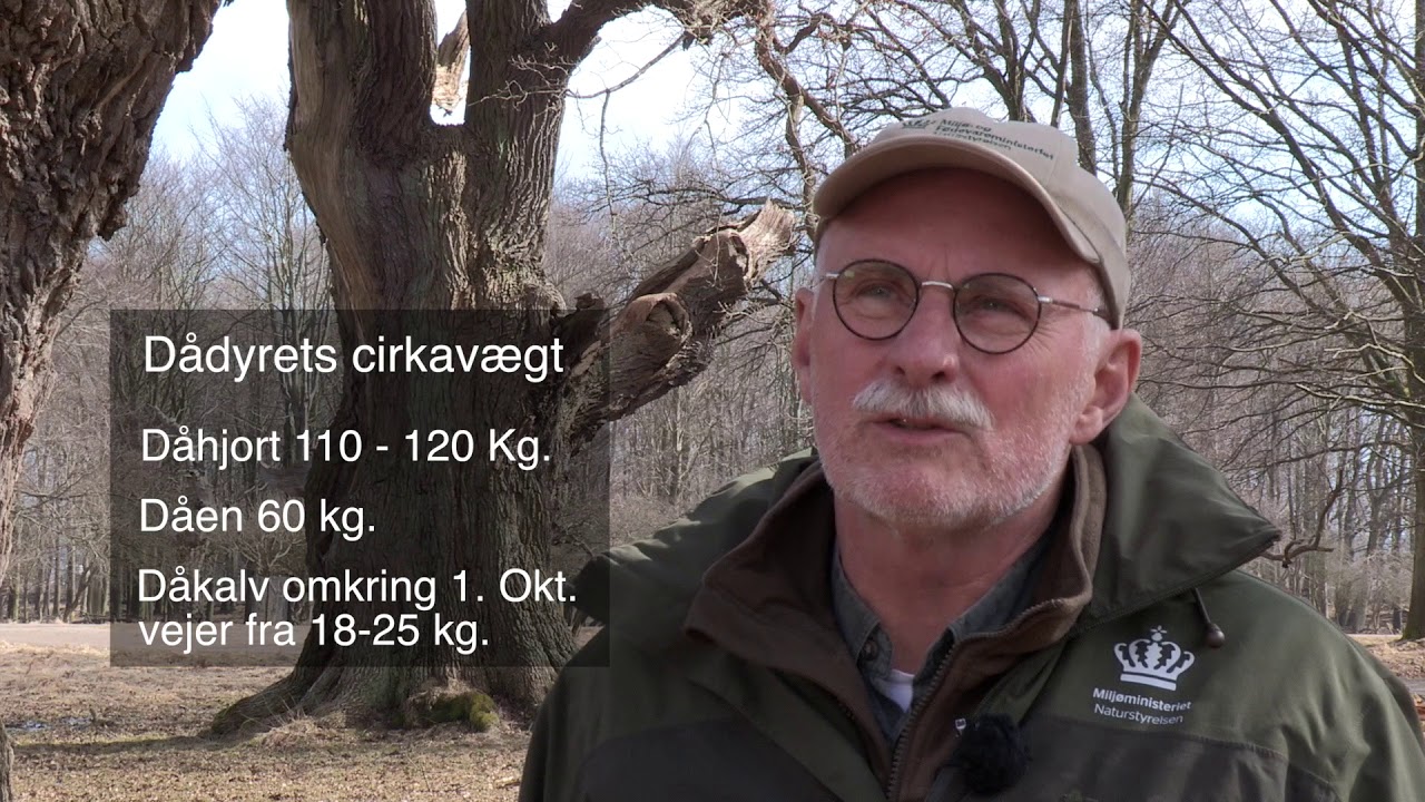 Dåvildtets biologi og levevis