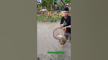 thanh niên dùng vợt nhanh gọn bắt được cá chép khủng#batca