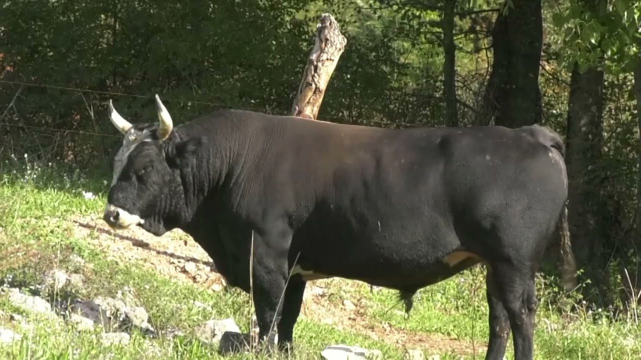 - ZVONKO DAVORA VULIĆA I MATE SOSE VOLI OKAČITI BIKA, GORICA GRUDE 2025