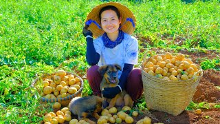 Harvesting POTATO Garden Goes To Market Sell  Feed the Chickens and Ducks, Water the plants, Farm