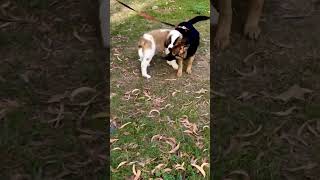 Saint Bernard puppy v/s german shepherd 😱 #shorts #doglover