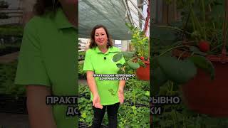 Как вырастить клубнику у себя на балконе?
