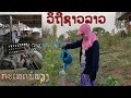 วิถีชาวลาวกับการกะเสดพอเพียง #ວິຖີການດຳລົງຊີວິດຊາວລາວ #ກະເສດພໍພຽງ #5