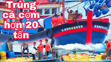🔴 Cận Cảnh Ghe Pha Súc Khánh Hoà Về Cân Cá Tại Cảng Lagi || Bình Thuận Dấu Yêu