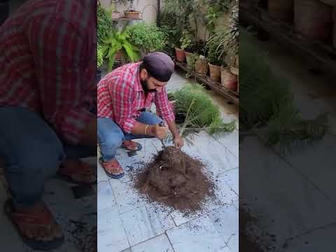 Christmas Tree Repotting Ki Ninja Technique Shorts Viral Reels Gardeningtips Howto Viralvideos 