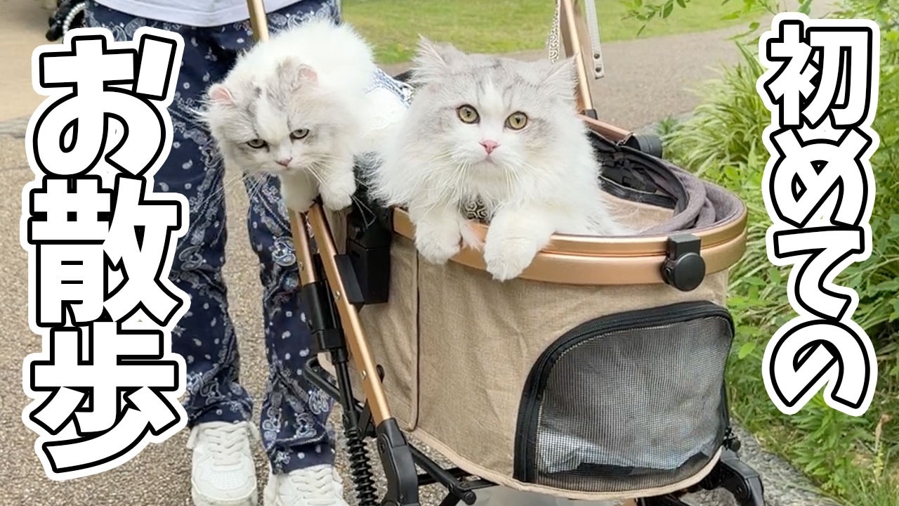 This kitten is so cute on its first ever walk outside! - YouTube