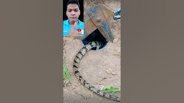 đặt bẫy rắn độc lạ Bình Dương cả nhà ơi