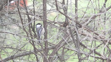 WXXI Mystery Bird - Chickadees foraging and warning call