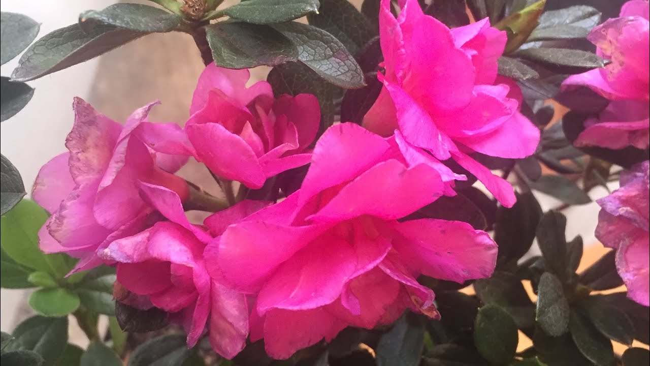 COMO REPRODUCIR LA AZALEA POR ESQUEJE O ACODO / PASO A PASO