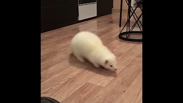 Игривый белый хорек