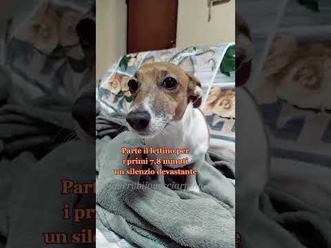 La risonanza magnetica
