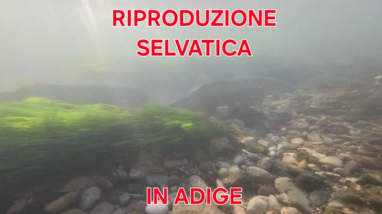 Nel frattempo in Adige Mamma Fario e Papa`Marmorata/o ci danno dentro ❤️   