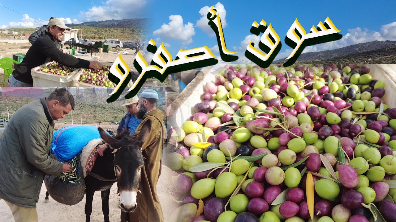 أجي تشوف ثمن الزيتون  البلدي  ماشي لاربي كوين  من  سوق أصفرو القصيبة بني ملال 02/11/2023