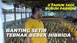 Untung Besar Ternak Bebek dari Ratusan hingga Ribuan Ekor ‼️ Panen Cepat, Harga Stabil