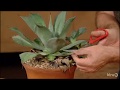 How to Prune Agaves |Jeff Pavlat |Central Texas Gardener