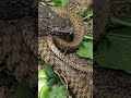 개구리 울음소리는 뱀을 만났을 때 매우 효과적입니다. #frog #snake