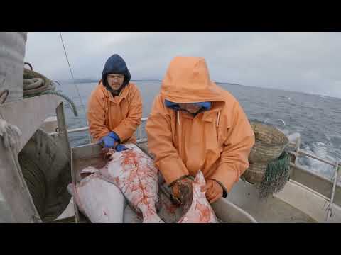 Last Halibut trip of the Season- 2023 Alaska Halibut Season