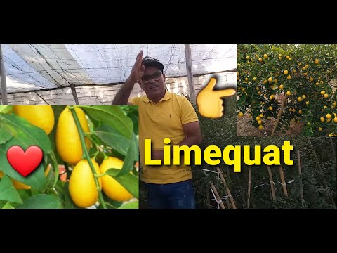 فيديو: ما هو Limequat - معلومات حول كيفية زراعة شجرة Limequat