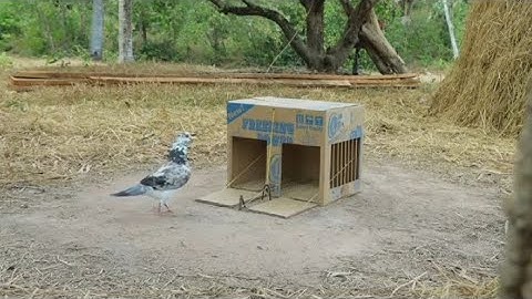 Easy Making Quick Pigeon Trap From Cardboard Box - Really Unique Bird Trap