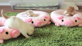 Милые персидские котята Как игрушечные! Милые персидские котята Как игрушечные!