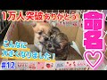 【登録者数1万人突破】仔犬たちのお名前発表。最近の我が子たちです。【ありがとう！】