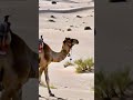   اونٹ کی ویڈیو        