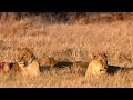 Lions and Hyenas: Survival Challenges