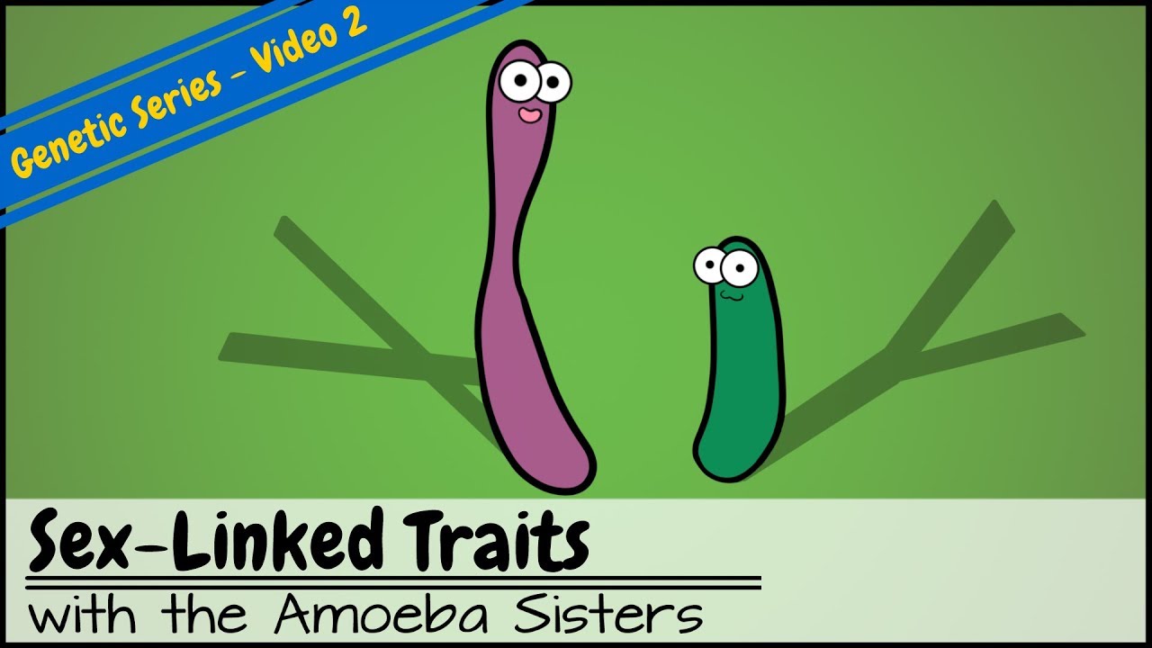 Armrb.ru sisters video recap alleles and genes answer key pdf. 