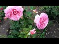 Розы летом!Обзор разных сортов роз!Прекрасное цветение роз!Сорта красивые и безпроблемные!