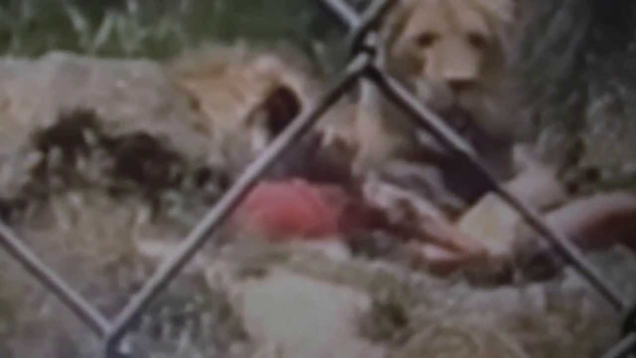 attaque impressionnante de lion sur un homme vidéo attaque impressionnante de lion sur un homme vidéo