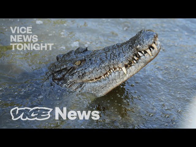 Man-Eating Crocodiles Are at Record Numbers, & Conservationists Love It class=