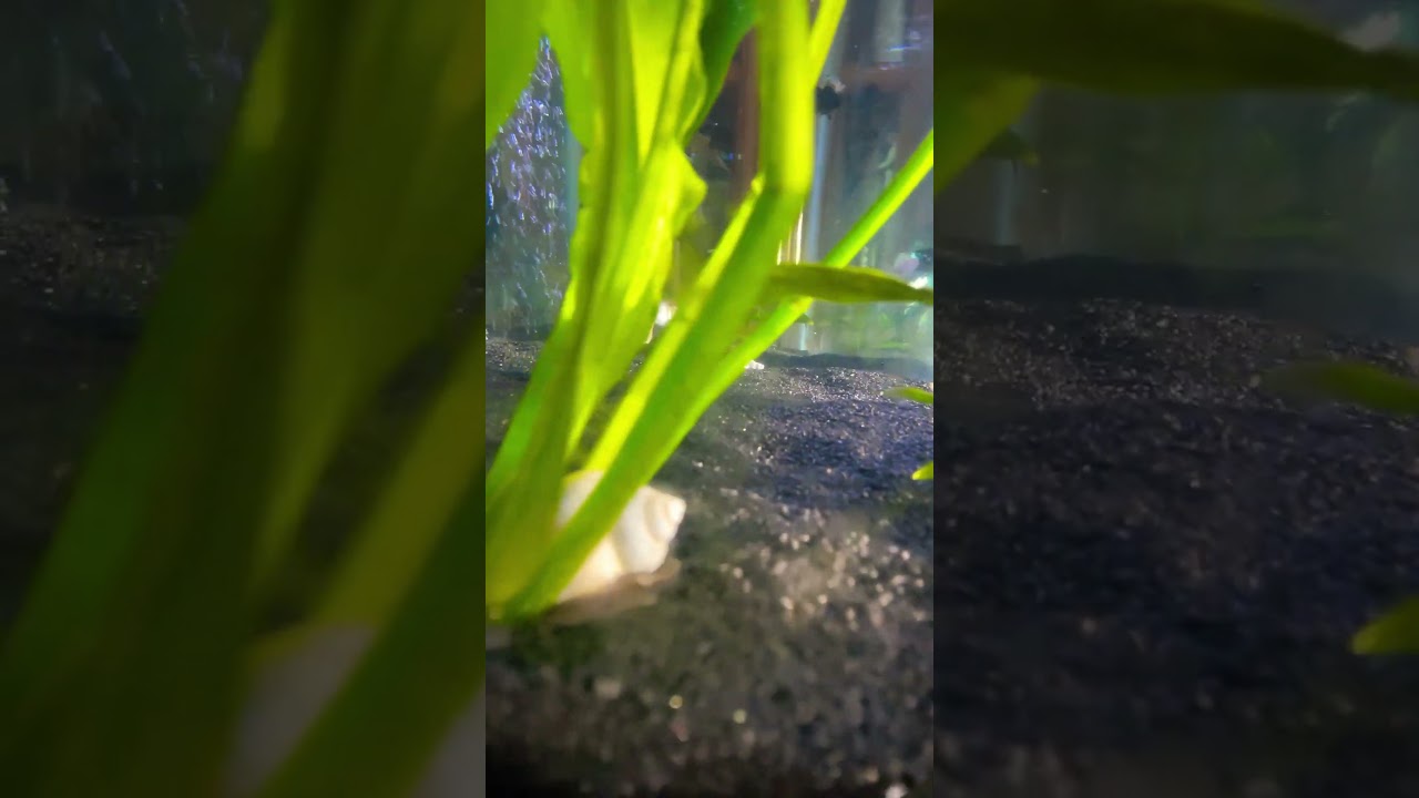 Are these blueberry  snails?!?!? 